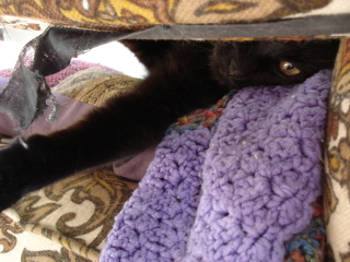 Illustration for article titled my cat is trying to make me feel like an asshole so I took pics of him being one.